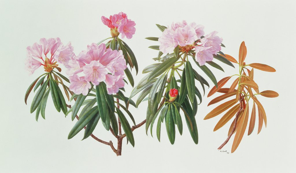 Detail of Rhododendron Metternichii Micranthum, 1999 by Raymond Booth