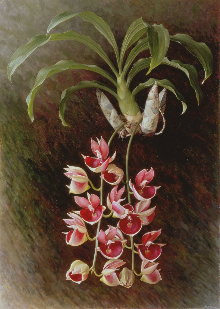 Detail of Catasetum Pileatum 'Pierre Courlet', 1994 by Raymond Booth