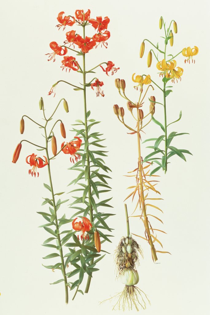 Detail of Lilium Amabile, 1991 by Raymond Booth