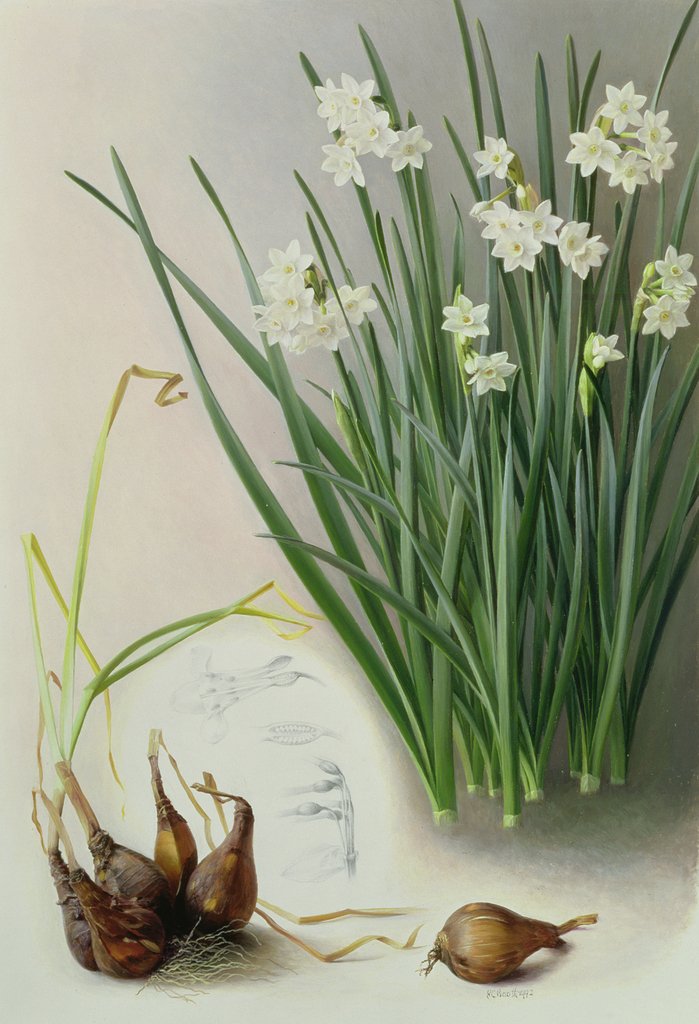 Detail of Narcissus Pannizianus, 1992 by Raymond Booth