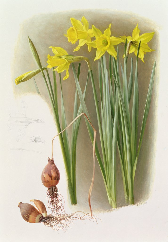 Detail of Narcissus Hispanicas Bujei, 1992 by Raymond Booth