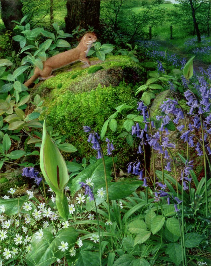Detail of Weasel with Spring Flowers, 1997 by Raymond Booth