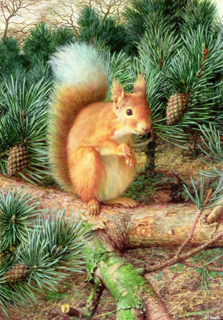 Detail of Red Squirrel, 1999 by Raymond Booth