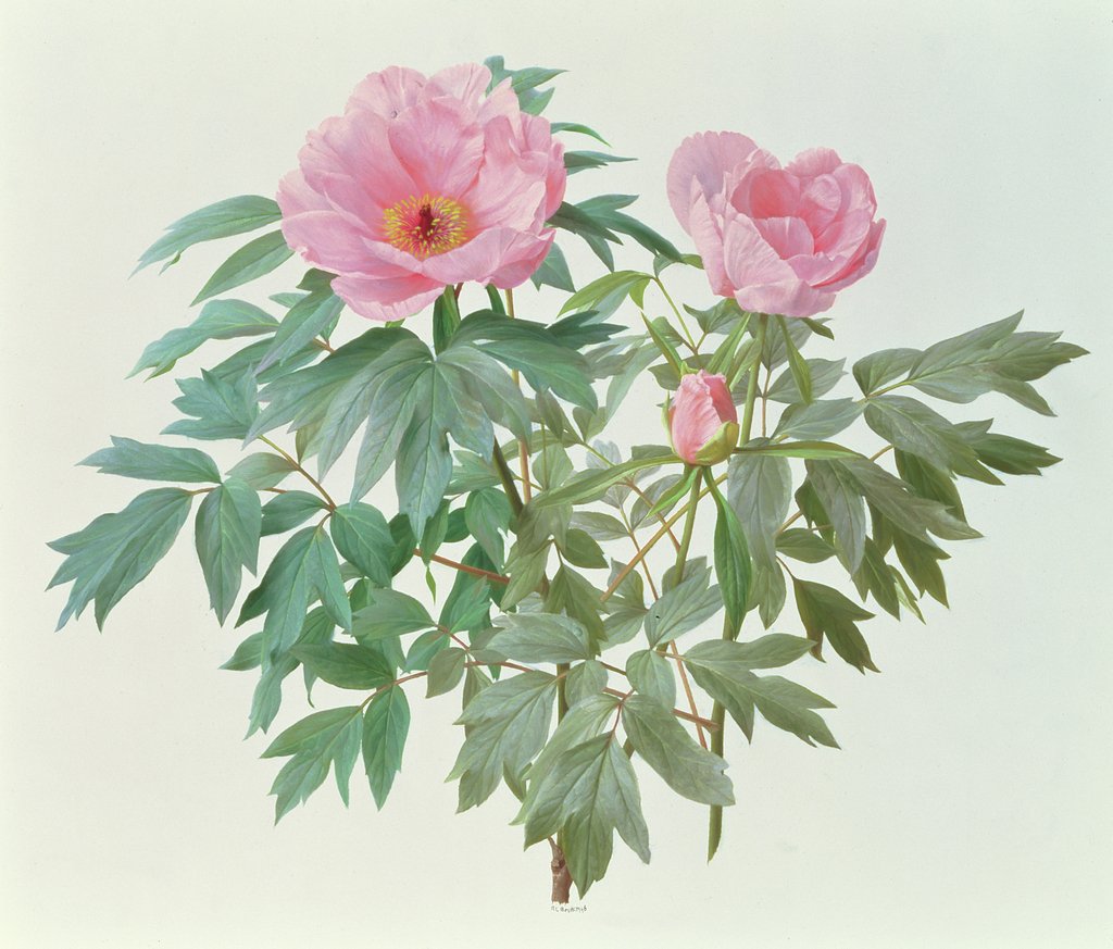 Detail of Japanese Tree Paeony, 1996 by Raymond Booth