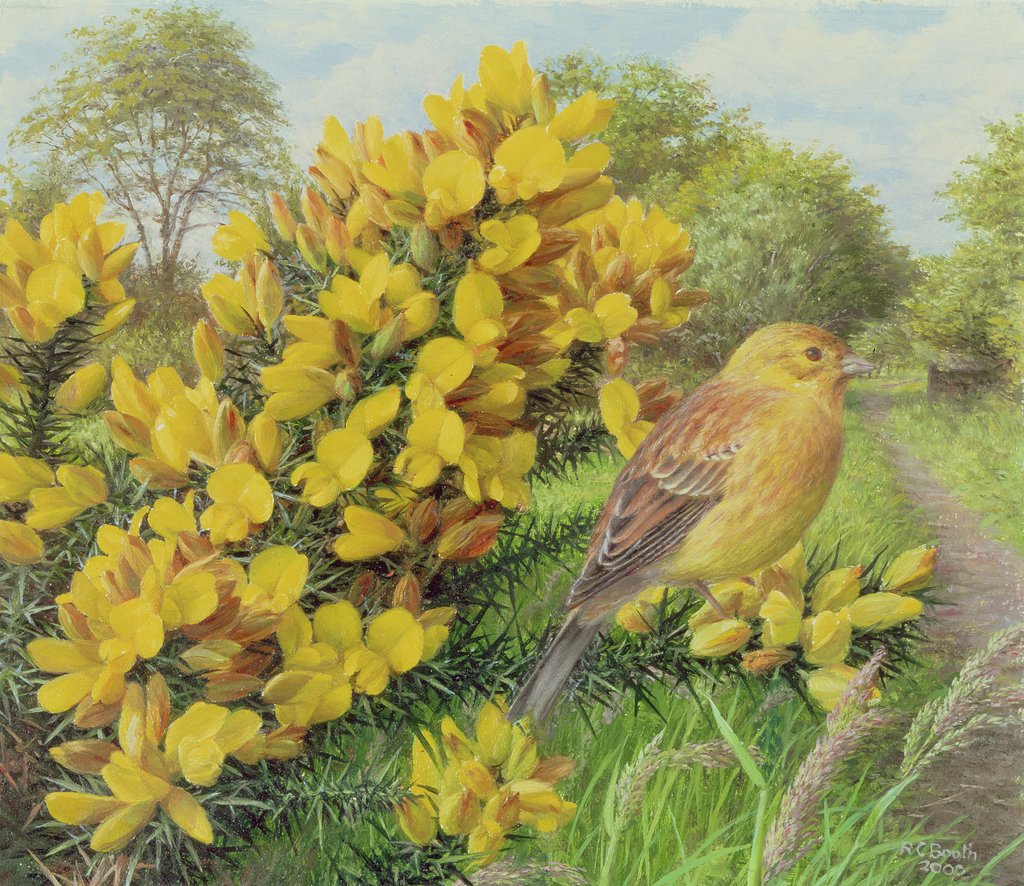 Detail of Gorse and Yellow Hammer, 2000 by Raymond Booth