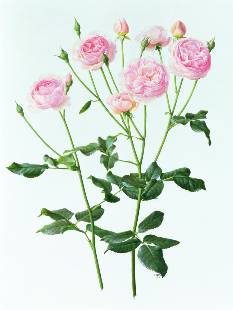 Detail of Rose 'Heritage', 1998 by Raymond Booth