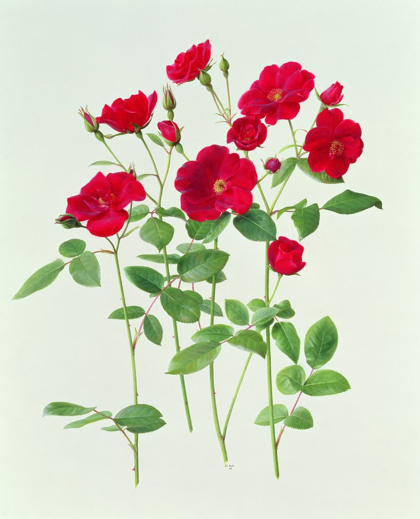 Detail of Rose 'Dusky Maid', 1998 by Raymond Booth