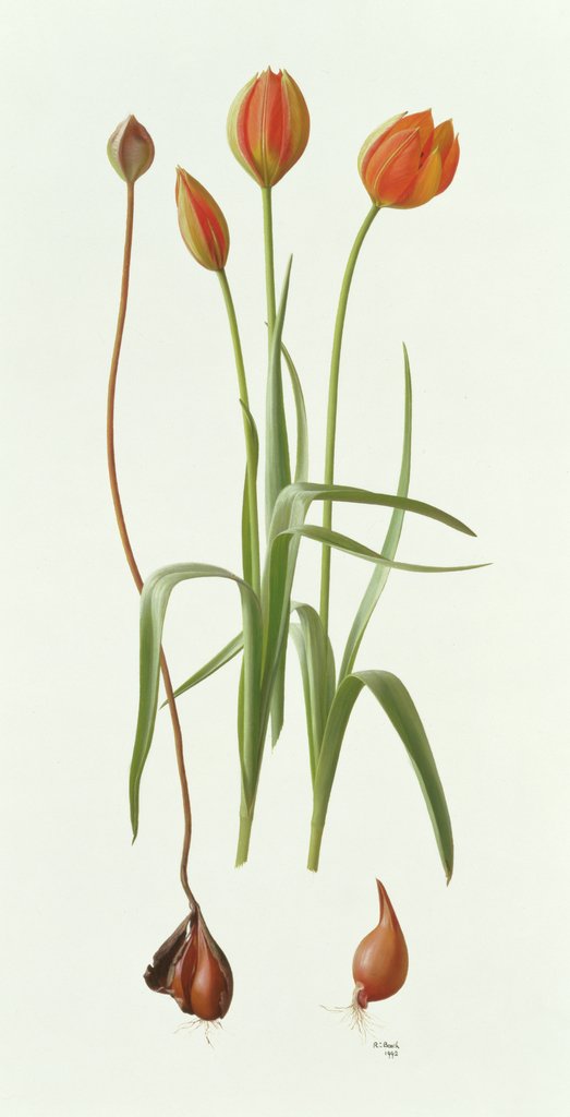 Detail of Tulipa Whittallii, 1992 by Raymond Booth