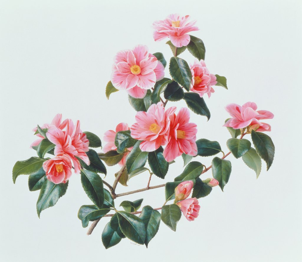 Detail of Camellia Japonica Tricolor, 1997 by Raymond Booth
