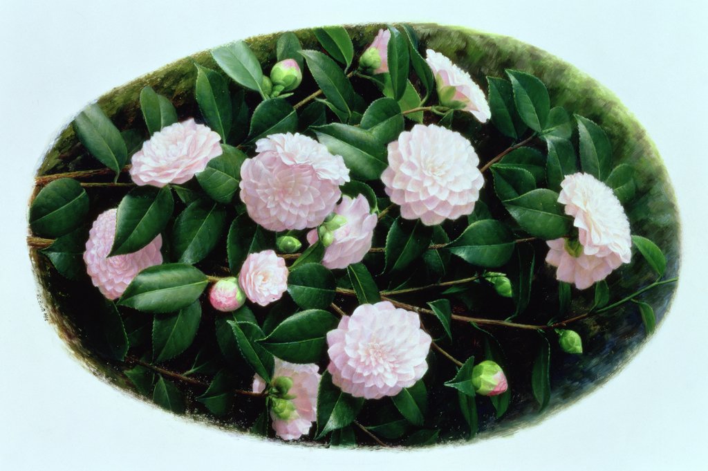 Detail of Camellia 'Nuccio's Pearl', 1998 by Raymond Booth