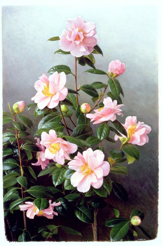 Detail of Camellia Japonica Variety, 1993 by Raymond Booth