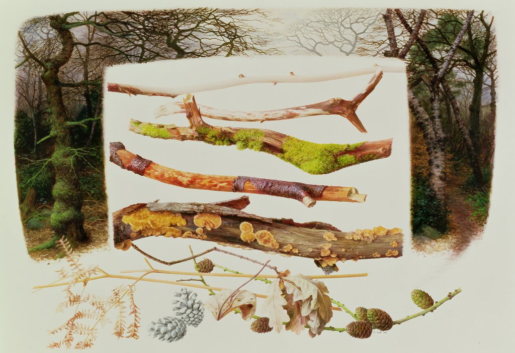 Detail of Items from the Winter Woodland, 2000 by Raymond Booth