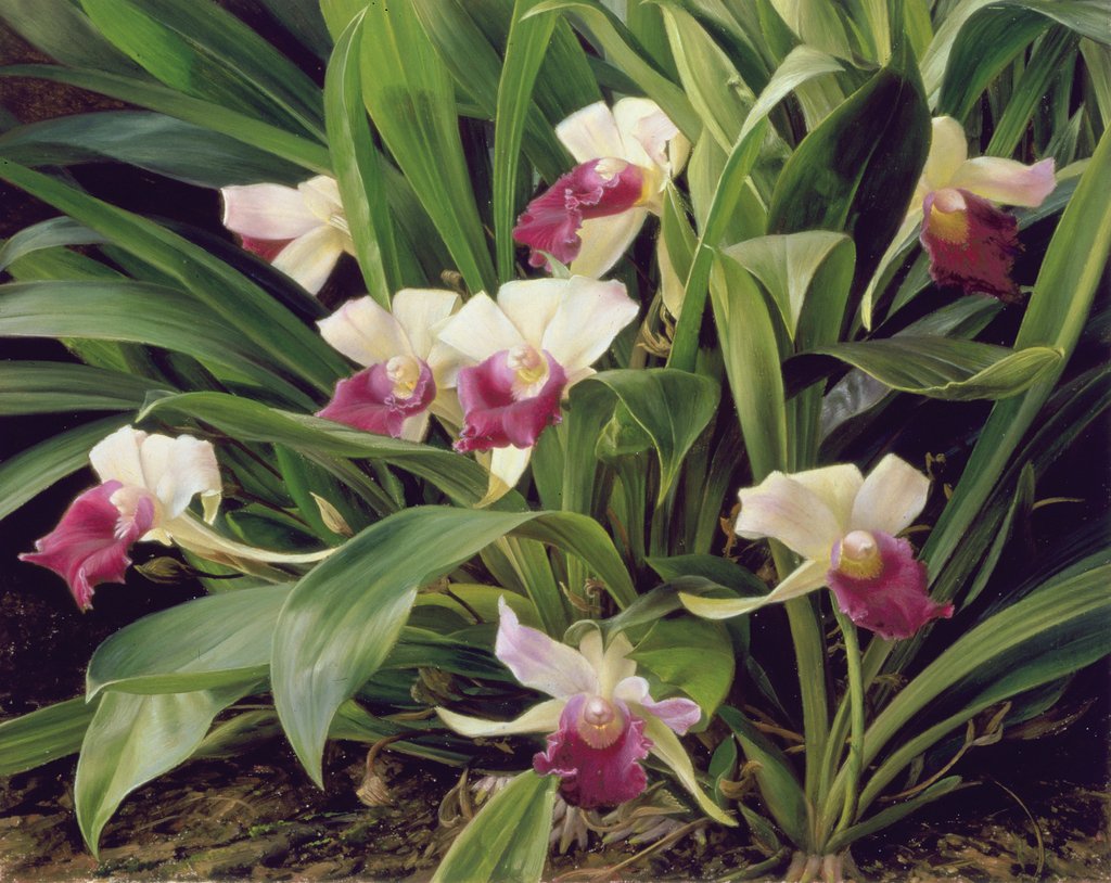 Detail of Cochleanthus Hybrid, 1992 by Raymond Booth