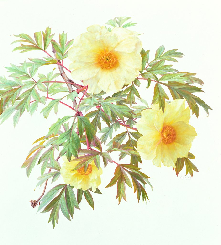 Detail of Tree Paeony 'Silver Sails', 2000 by Raymond Booth