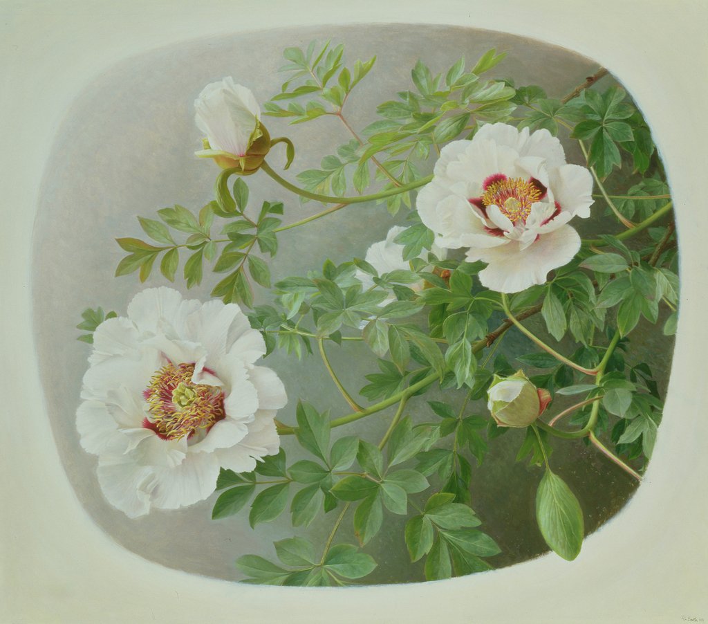 Detail of Paeonie Suffruticosa 'Rock's Form', 1999 by Raymond Booth