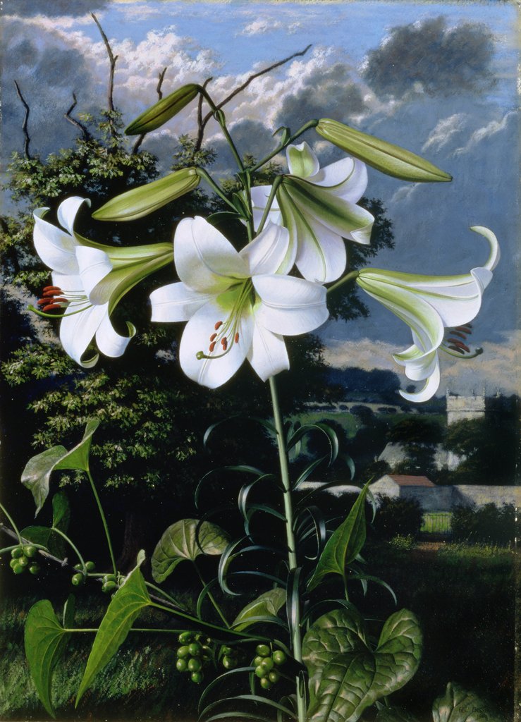 Detail of Lilium Emerald, c.1959 by Raymond Booth