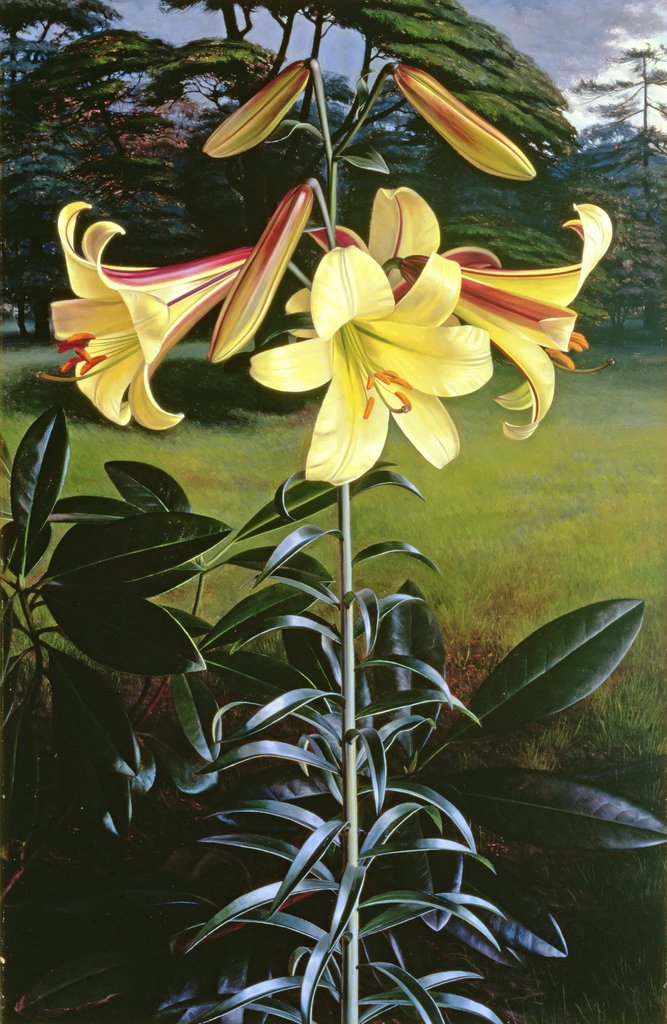 Detail of Lilium Golden Clarion, 1960 by Raymond Booth