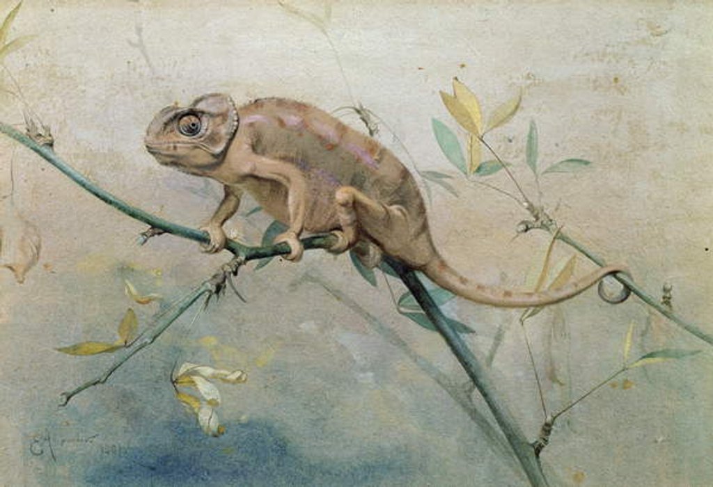 Detail of Chameleon, 1901 by Edwin John Alexander