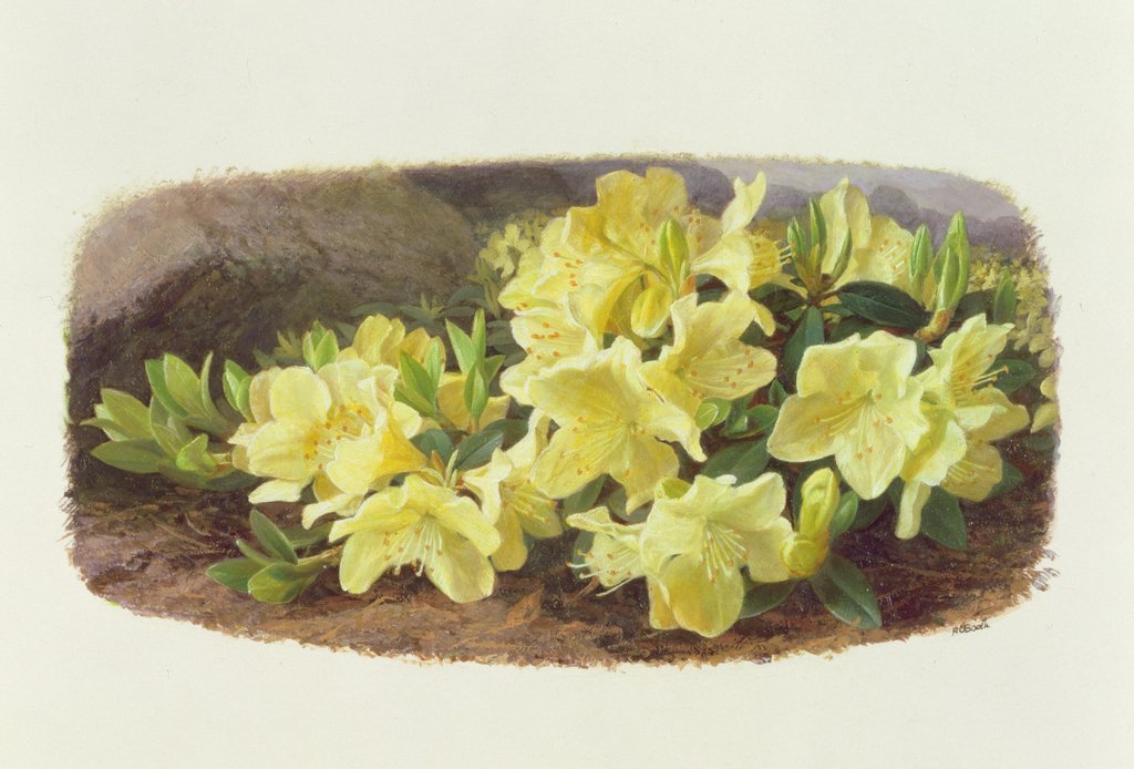 Detail of Rhododendron Keiski by Raymond Booth