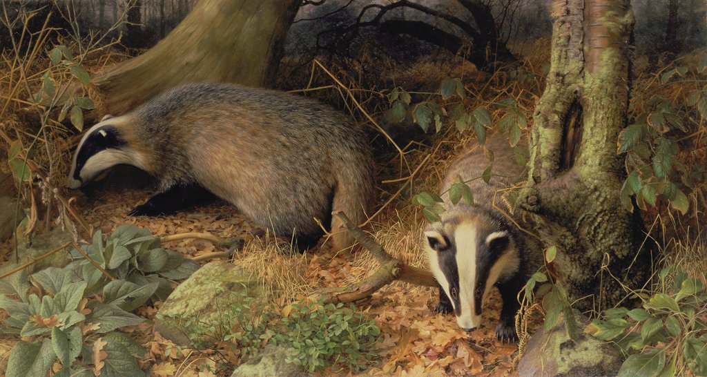 Detail of Badgers, 1982 by Raymond Booth