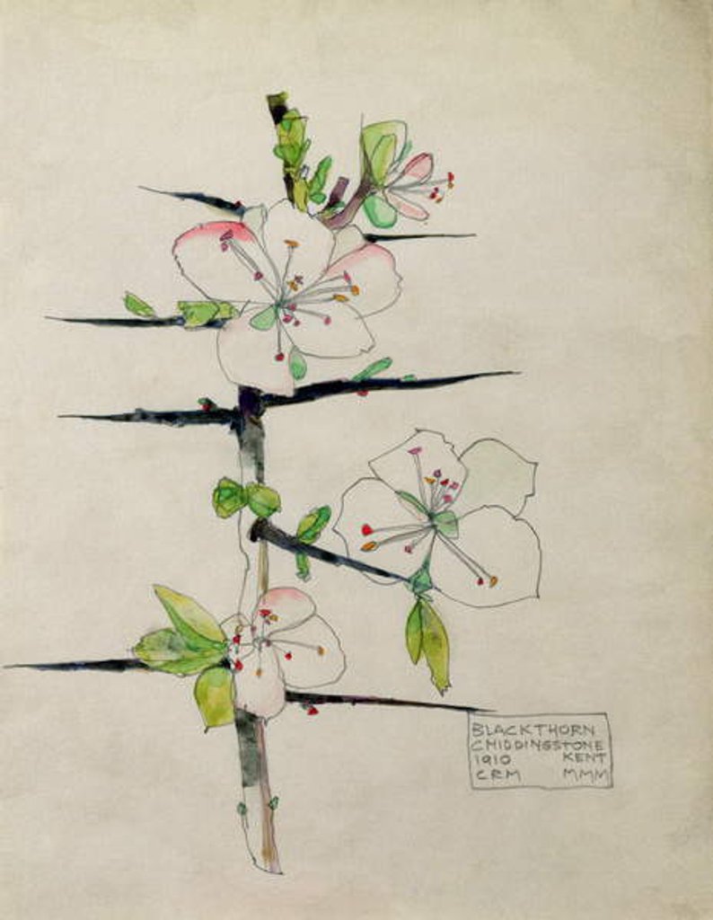 Detail of Blackthorn, Chiddingstone, Kent, 1910 by Charles Rennie & MacDonald Mackintosh Margaret (1864-1933) Mackintosh