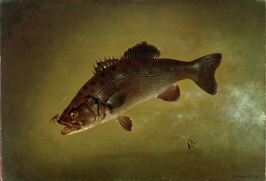 Detail of Black Bass, 1872 by Gurdon Trumbull