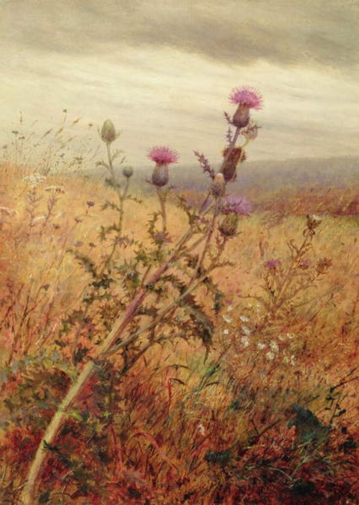 Detail of Thistle in a Field, 1875 by Fidelia Bridges