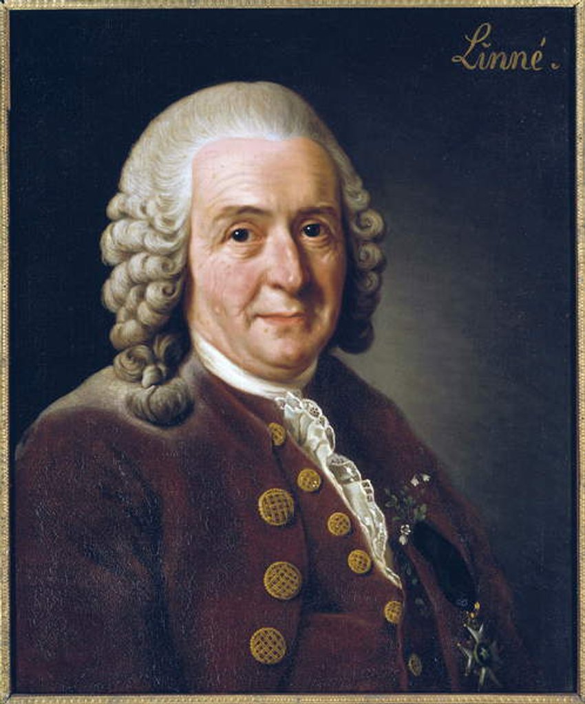 Detail of Portrait of Carl von Linne, 1775 by Alexander Roslin