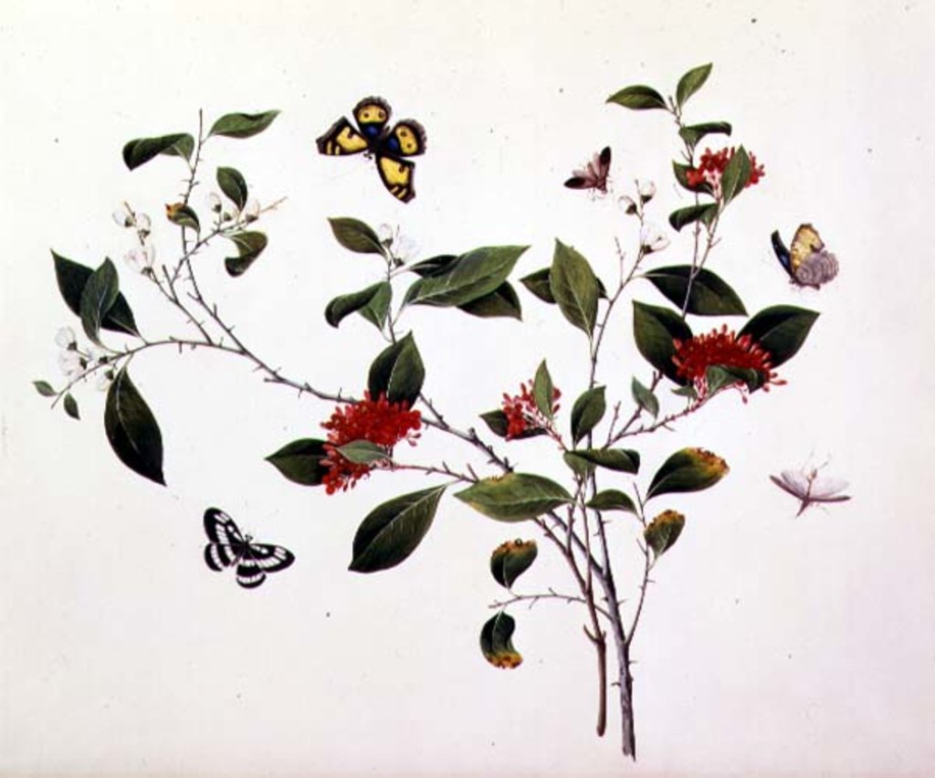 Detail of Plant Study with Butterflies and Insects, c.1800 by School Chinese