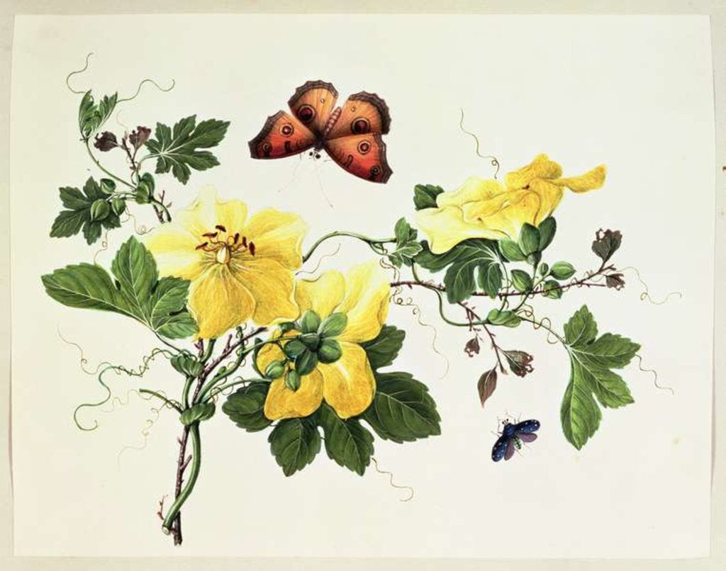 Detail of Flower Study and Butterfly by School Chinese