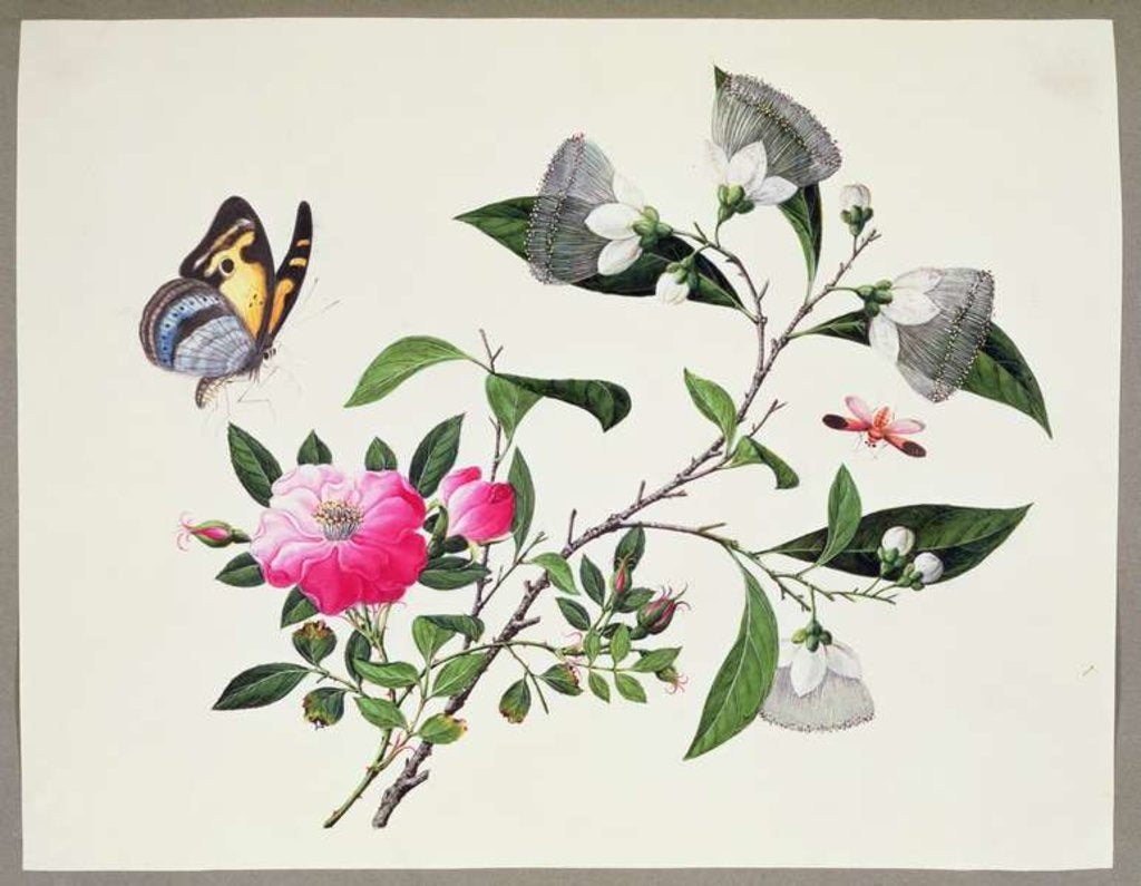 Detail of Flower Study and Insects by School Chinese