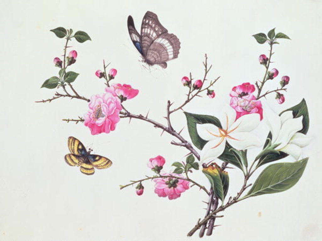 Detail of Japonica, Magnolia and Butterflies by School Chinese