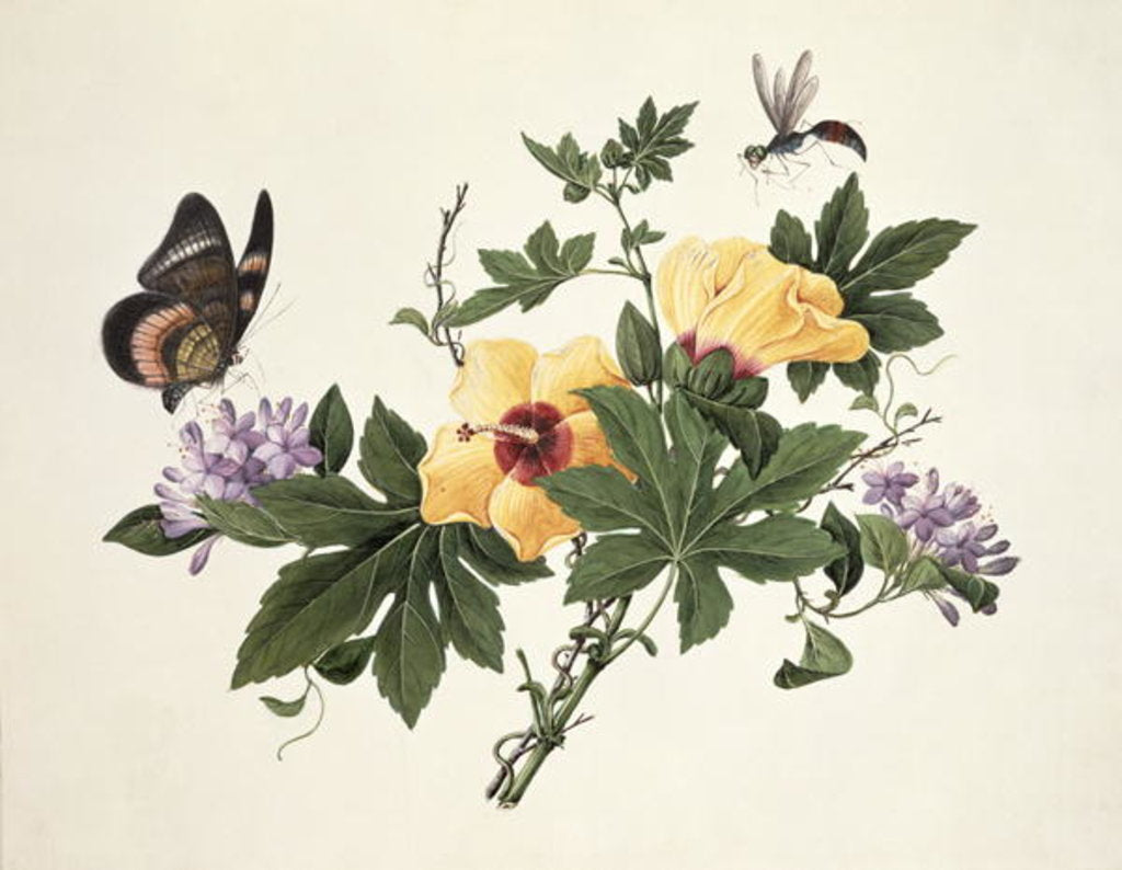 Detail of Hibiscus and Butterfly by School Chinese