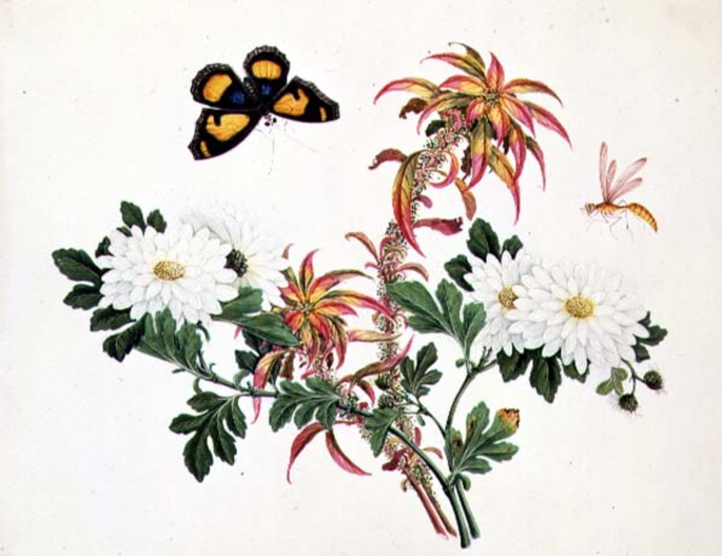 Detail of Two Stems of Amaranthus and Chrysanthemum with a Wasp and a Butterfly by School Chinese