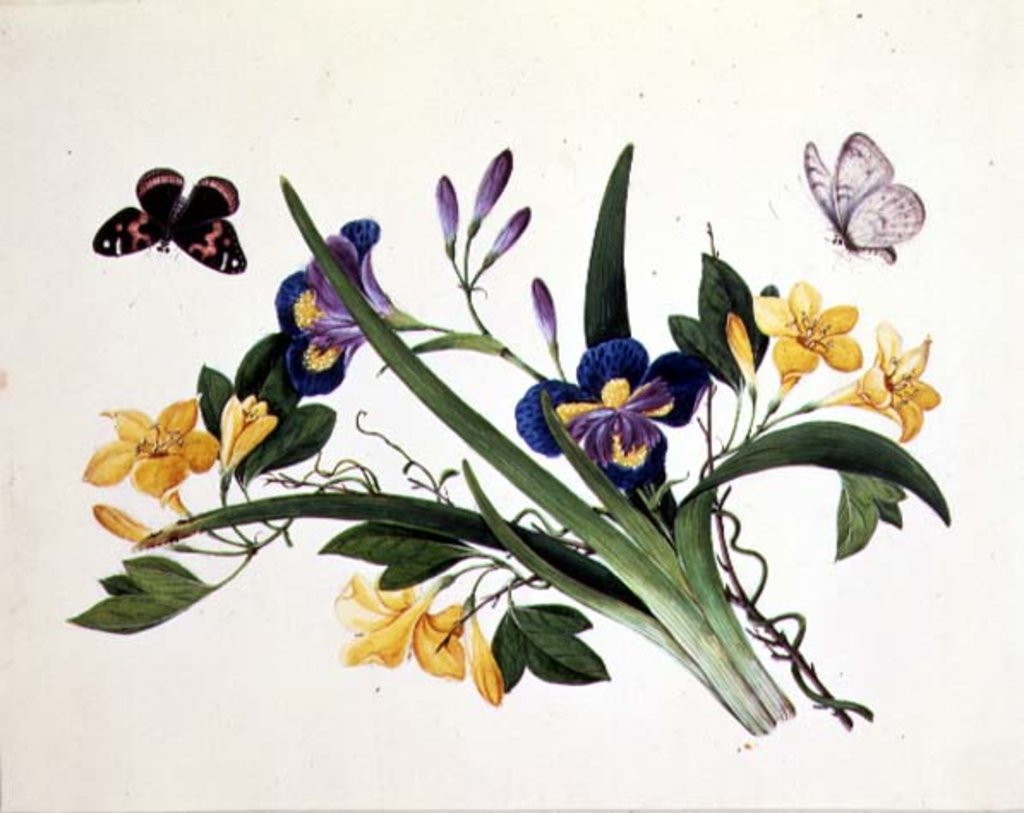 Detail of Blue Iris and Insects by School Chinese