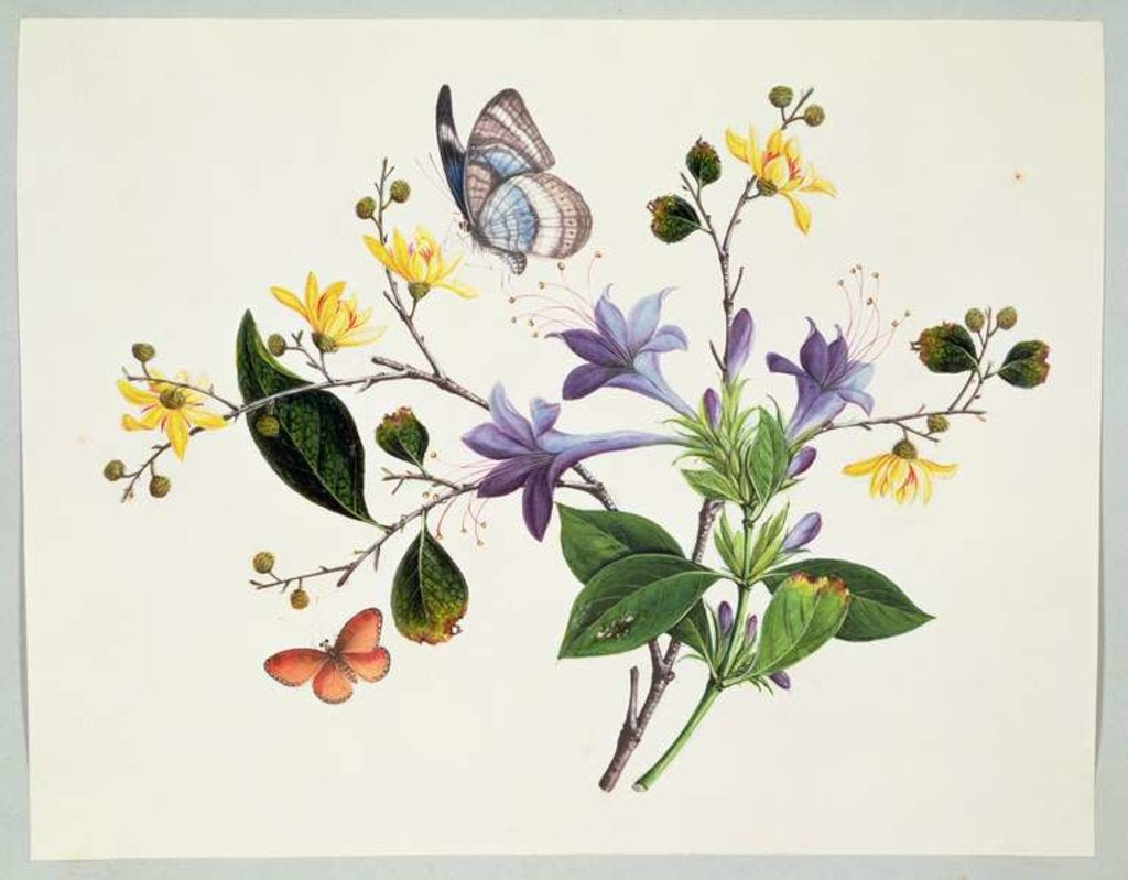 Detail of Flower Study and Insects by School Chinese
