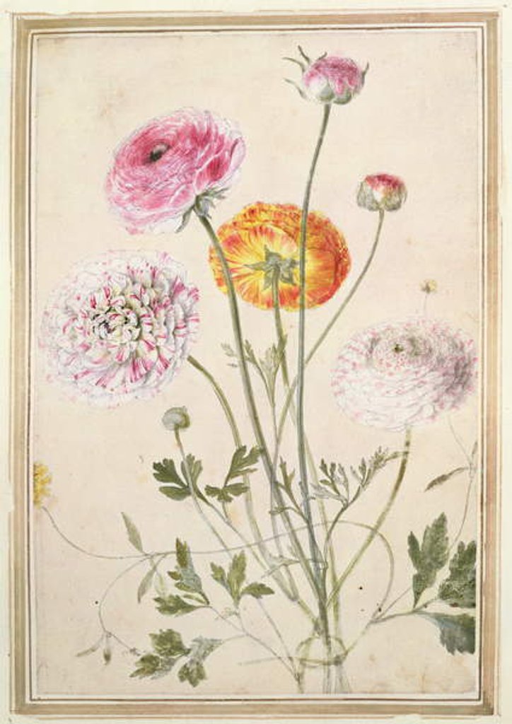Detail of Flower Study, c.1760 by Thomas Robins