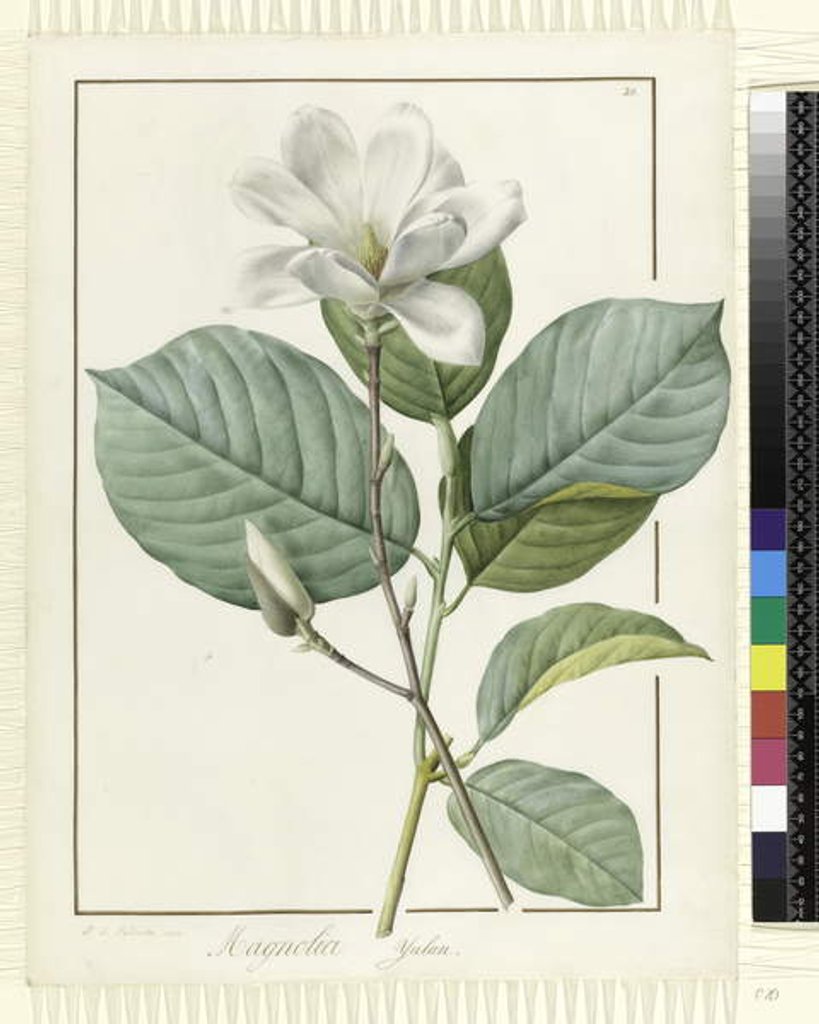 Detail of Magnolia yulan Magnolia denudata, 1812 by Pierre Joseph Redouté