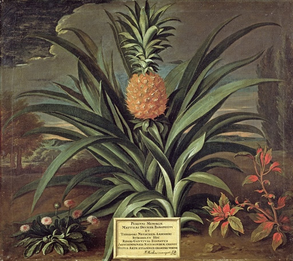 Detail of Pineapple grown in Sir Matthew Decker's Garden, Richmond, Surrey, 1720 by Theodorus Netscher