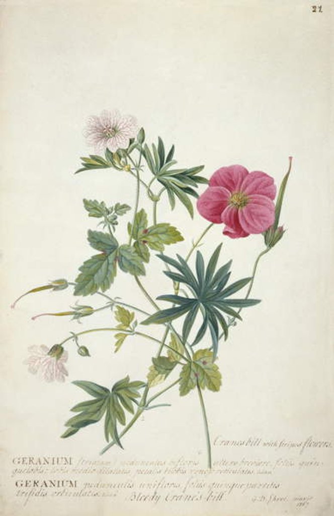Detail of Geranium. Two intertwined stems of different species, 1767 by Georg Dionysius Ehret