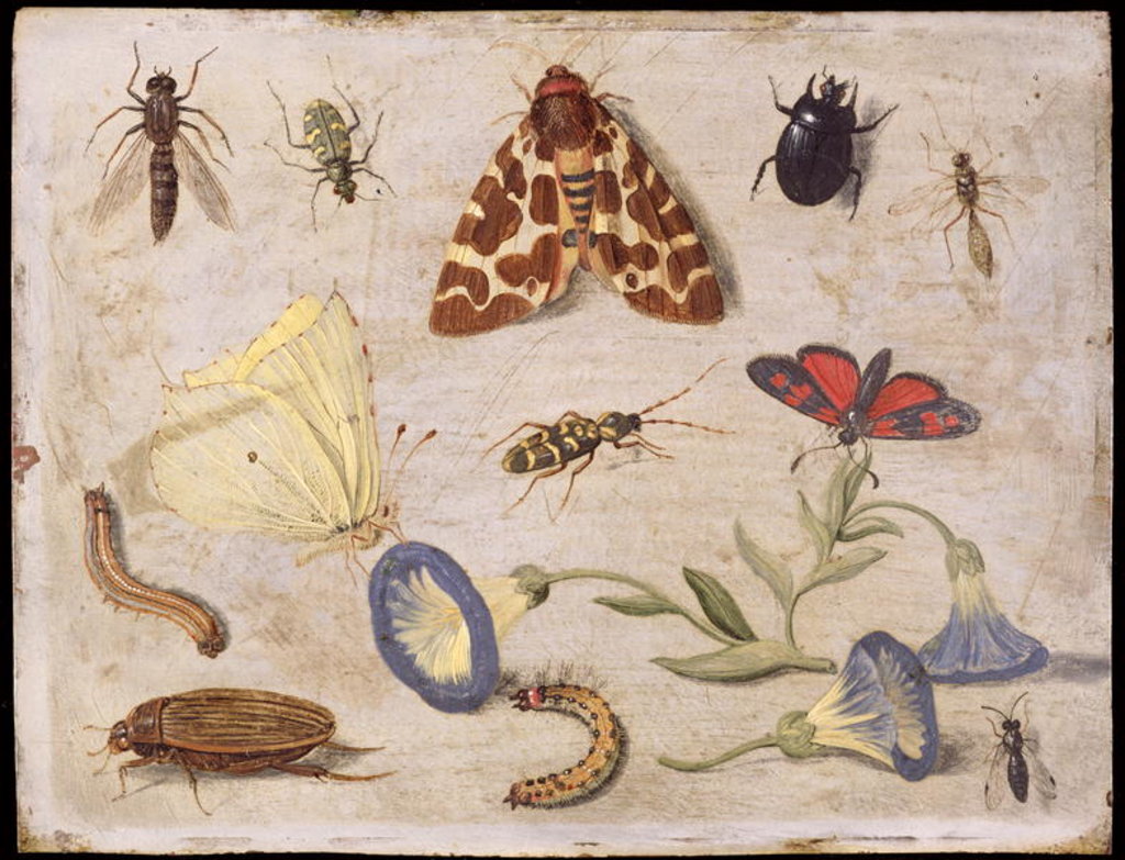 Detail of Insects by Jan van the Elder Kessel