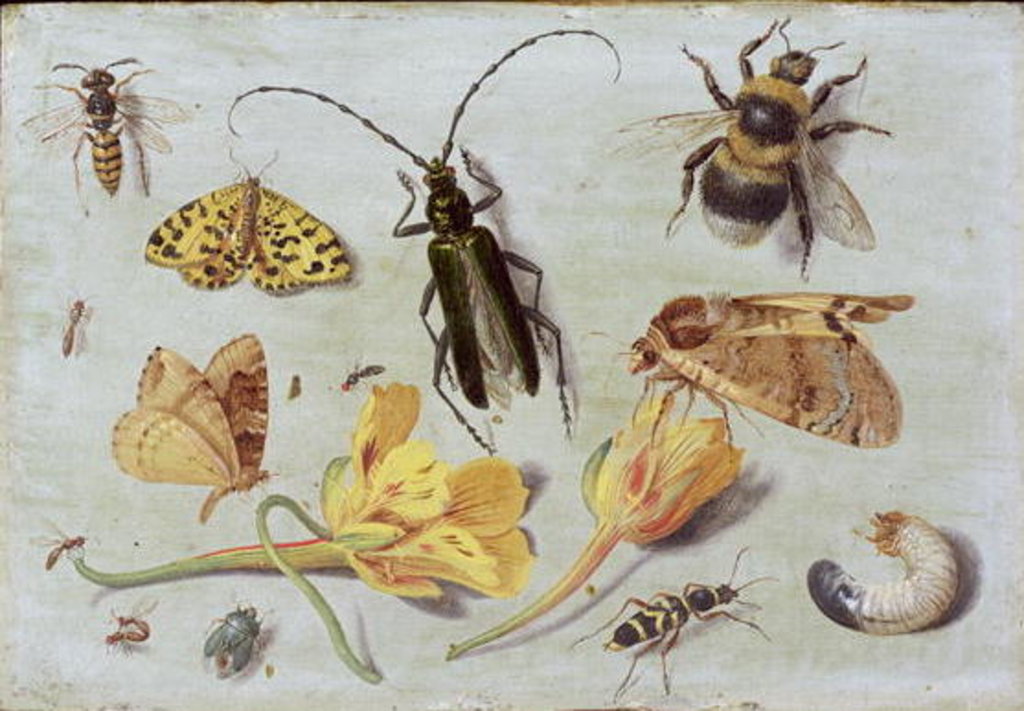 Detail of Insects by Jan van the Elder Kessel