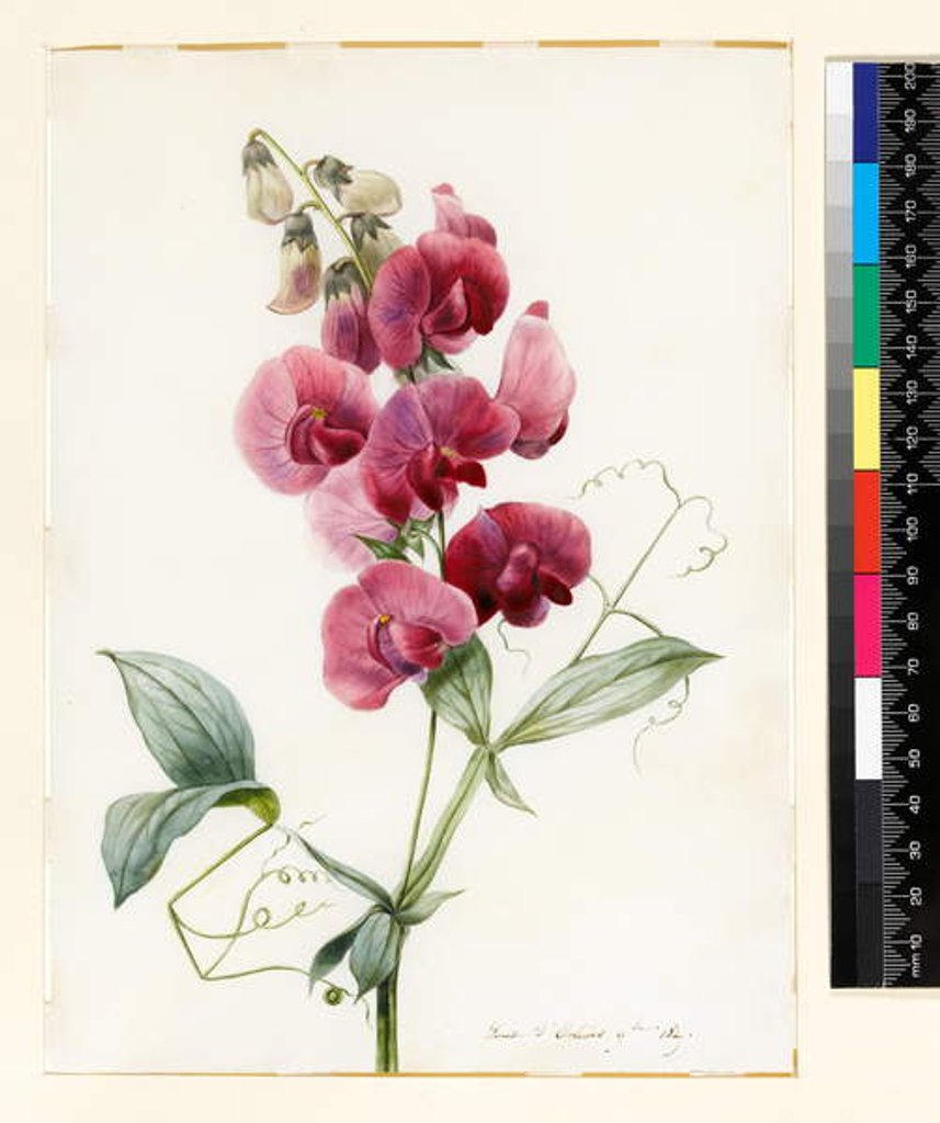 Detail of Lathyrus latifolius by Louise D'Orleans