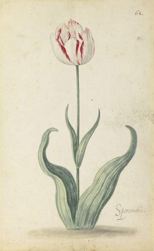 Detail of Speramondi tulip by Ambrosius the Younger (attr. to) Bosschaert