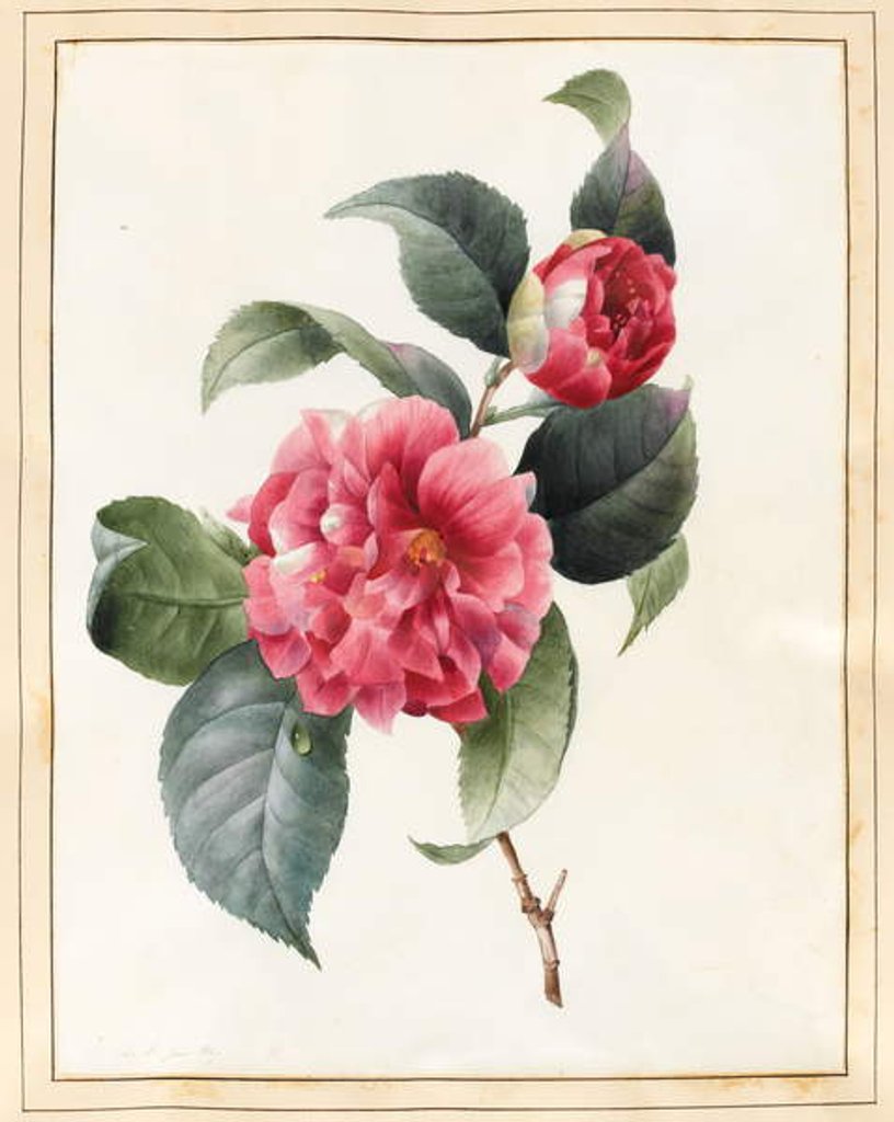 Detail of Camellia, 1827 by Louise D'Orleans