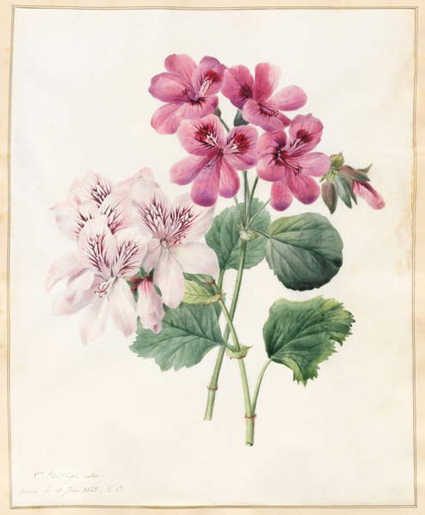 Detail of Two Hybrid 'Peliagoniums', 1828 by Louise D'Orleans