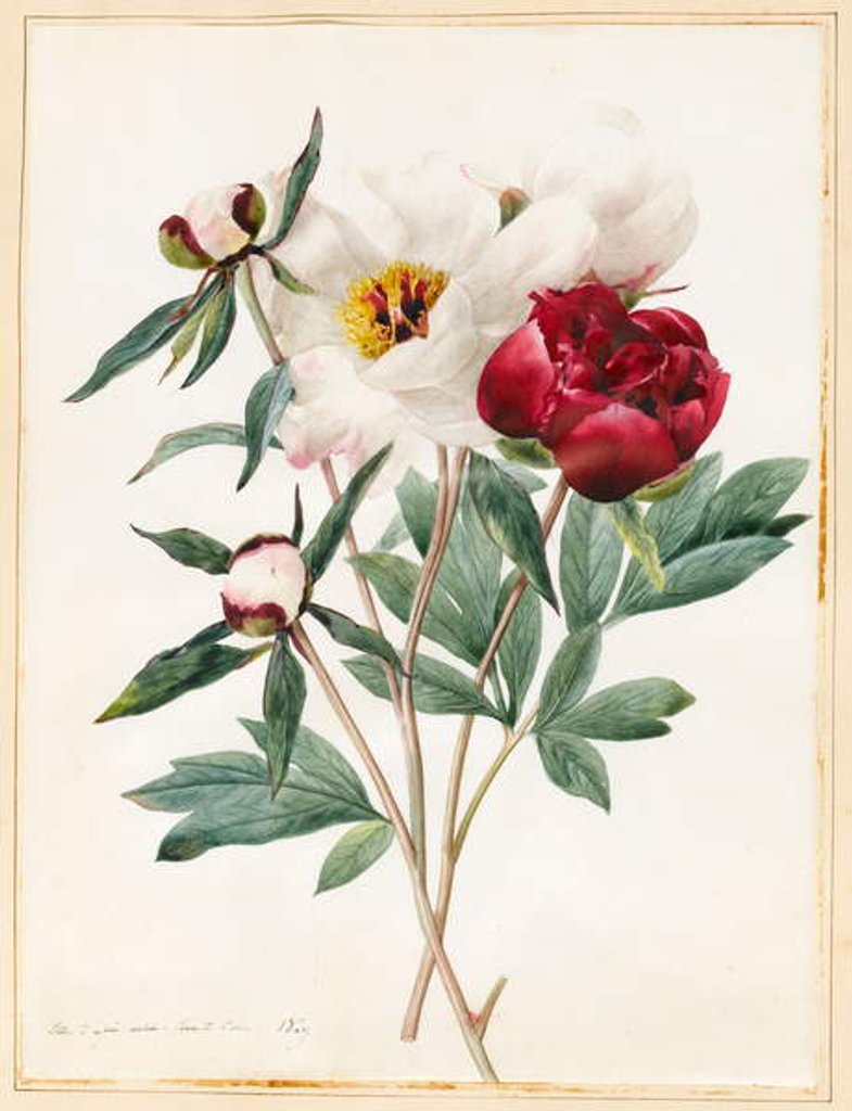 Detail of Red and White Herbaceous Paeonies, 1829 by Louise D'Orleans