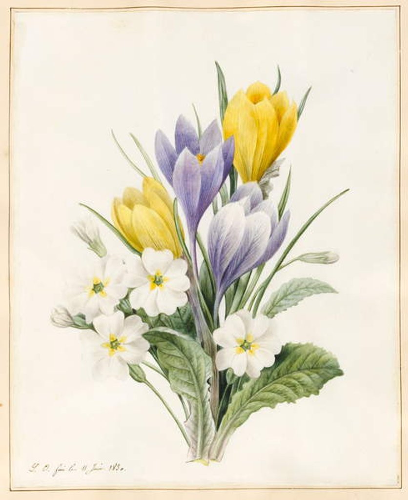 Detail of White Primroses and Early Hybrid Crocuses, 1830 by Louise D'Orleans