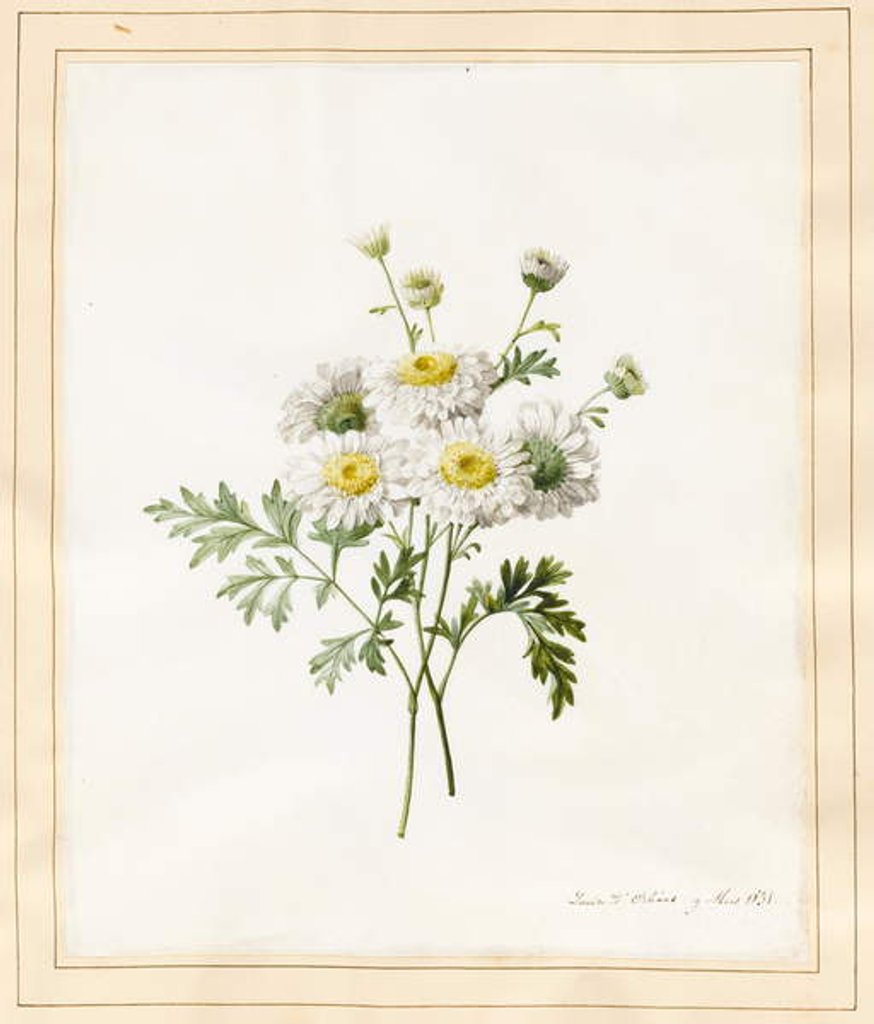Detail of Chrysanthemum Parthenium, 1831 by Louise D'Orleans