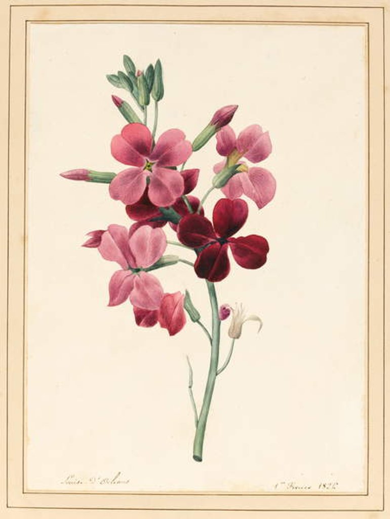 Detail of Matthiola, Stock, 1826 by Louise D'Orleans